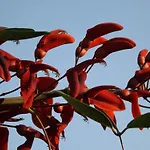 Le Anfore וילסימיוס