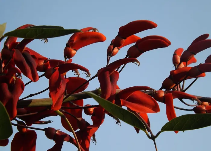 乐安福尔酒店 维拉西米乌斯